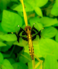 Palpopleura portia