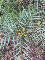 Berberis ganpinensis