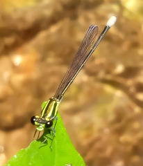 Pseudagrion melanicterum