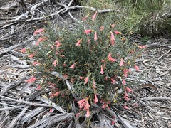 Prostanthera serpyllifolia
