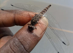 Bradinopyga strachani