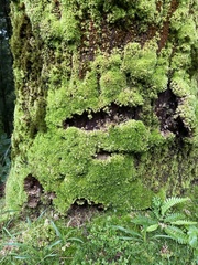 Leucobryum juniperoideum