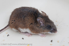 Peromyscus keeni