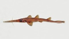 Longnose Sawshark photo 3