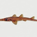 Common Sawshark - Photo (c) Ken Graham, some rights reserved (CC BY-NC)