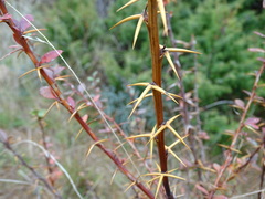 Berberis vulgaris seroi