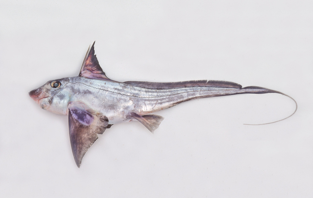 Waite's Ghost Shark