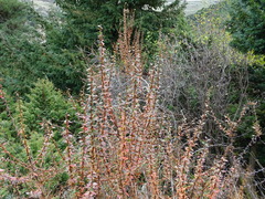 Berberis vulgaris seroi