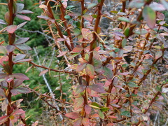 Berberis vulgaris seroi