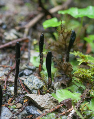 Geoglossum glabrum