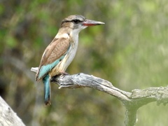 Halcyon chelicuti chelicuti