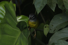 Myiothlypis conspicillata