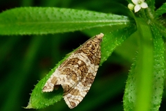 Olethreutes umbrosana