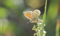 Pseudolucia chilensis