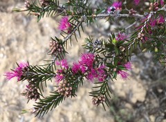 Melaleuca wilsonii