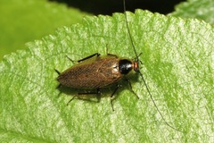 Ectobius erythronotus