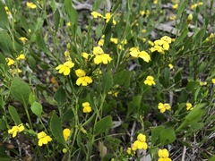 Goodenia varia