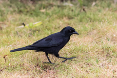 Ptiloxena atroviolacea