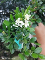 Murraya