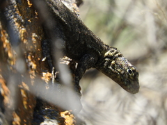 Tropidurus spinulosus