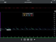 Perimyotis subflavus