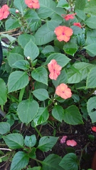Impatiens walleriana