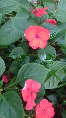 Impatiens walleriana
