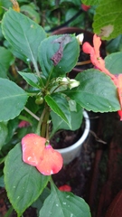 Impatiens walleriana