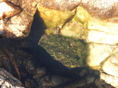 Hydromedusa tectifera