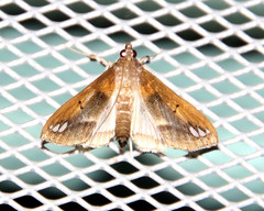 Diaphania fumosalis