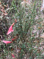 Prostanthera serpyllifolia