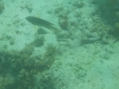 Mulloidichthys flavolineatus