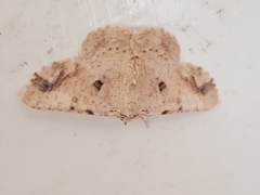 Aeolochroma quadrilinea