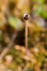 Pinguicula villosa