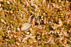 Pinguicula villosa