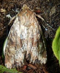 Apamea commoda parcata