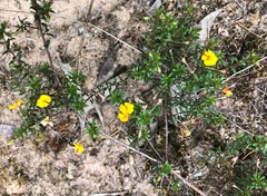Pultenaea pedunculata