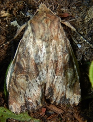 Apamea commoda parcata