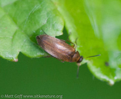 Anaspis sericea