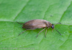 Anaspis sericea
