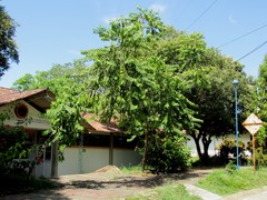 Cananga odorata