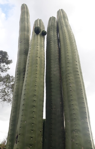Trichocereus macrogonus
