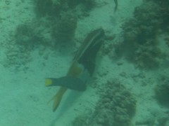 Parupeneus barberinoides