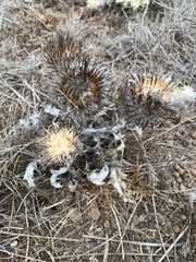 Cirsium occidentale compactum