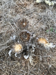 Cirsium occidentale compactum