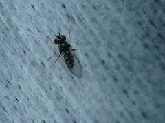 Allograpta piurana