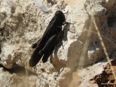 Arphia pseudonietana