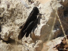 Arphia pseudonietana
