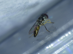 Allograpta piurana