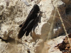 Arphia pseudonietana